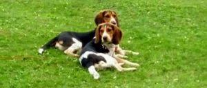 Contact | Camp Road Animal Clinic Contact | Camp Road Animal Clinic