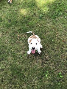 Dog Wellness Packages | Camp Road Animal Clinic Dog Wellness Packages | Camp Road Animal Clinic
